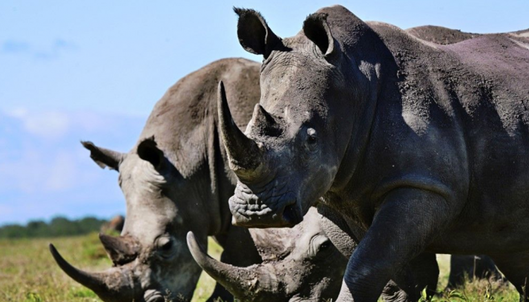 وحيد القرن الأسود - أرشيفية