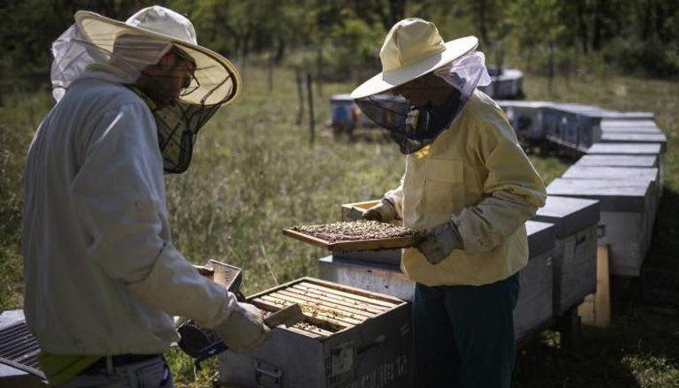 التغير المناخي يهدد صناعة عسل النحل