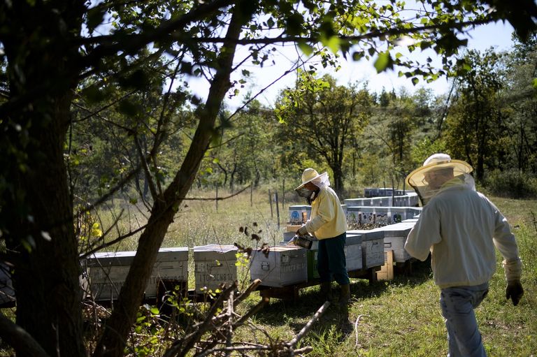 التغير المناخي يهدد صناعة عسل النحل