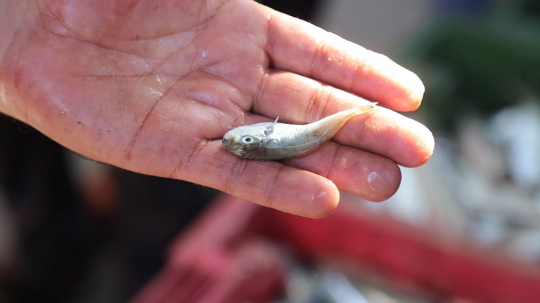 أسماك "الأرنب" تحتوي على غدد تفرز مواد سامة