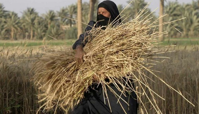 العراق يخصص مزيدا من الأرض لزراعة القمح في موسم 2019-2020