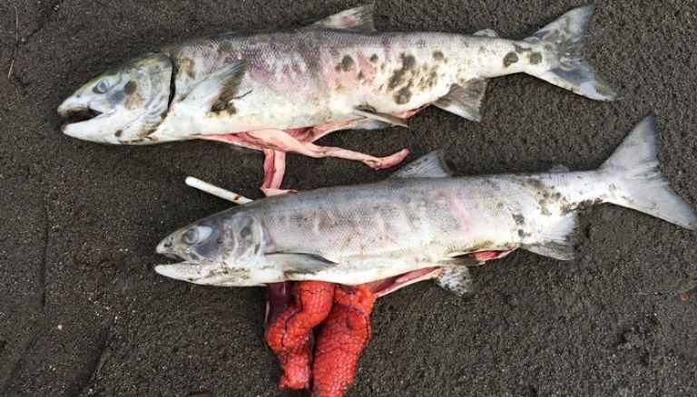 دببة هزيلة في كندا