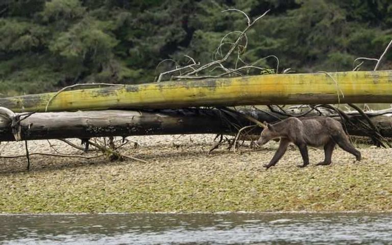 دببة هزيلة في كندا 