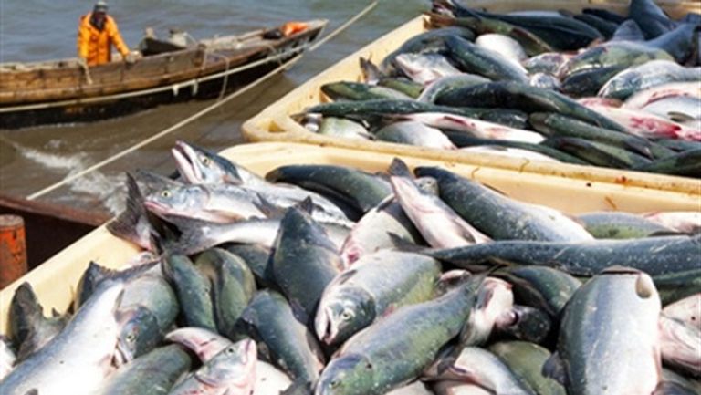 دببة هزيلة في كندا