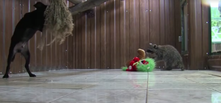 الراكون يتسلق الأشخاص والأماكن والجرو يحاول تقليده