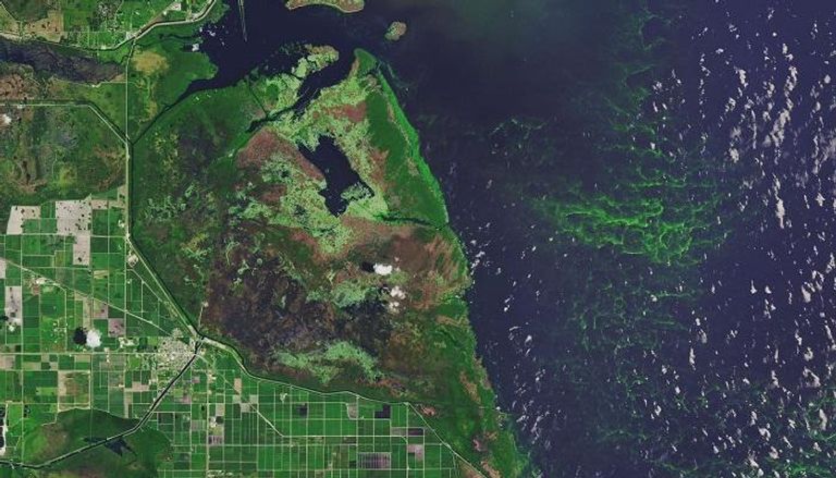 بحيرة أوكيشوبي في فلوريدا تعاني من إزهار الطحالب
