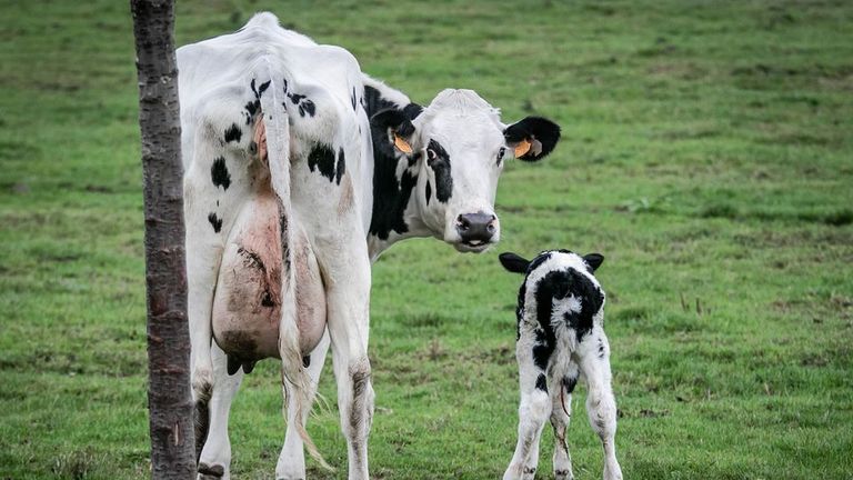 جمعية حقوقية تندد بالعنف ضد الحيوانات للحصول على الألبان