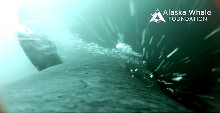 الحيتان تصدر فقاعات للإيقاع بفرائسها