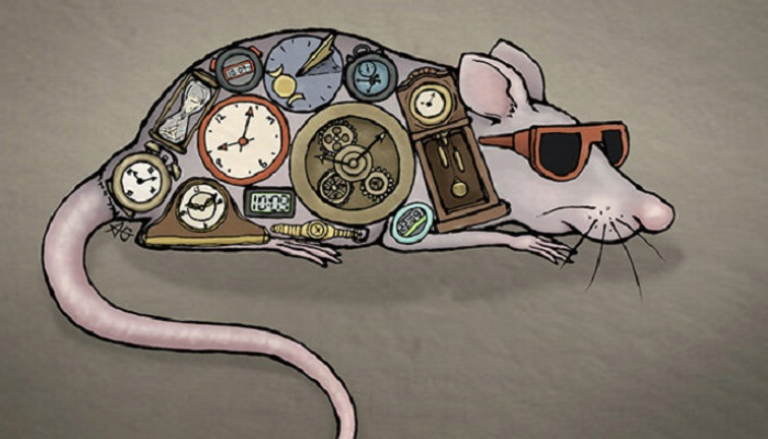 الدراسة وجدت دليلا من الفئران على امتلاك الجلد ساعة بيولوجية خاصة به 