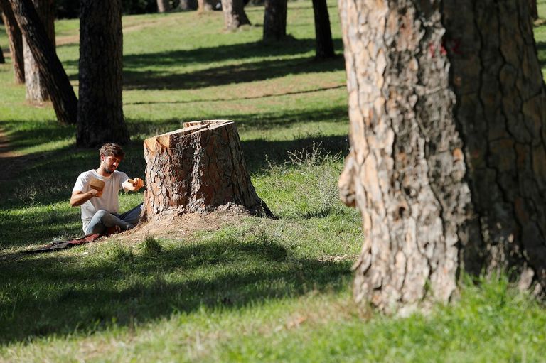 أندريا جانديني حوّل جذوع الأشجار الميّتة إلى قطع فنيّة