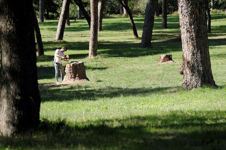 أندريا جانديني حوّل جذوع الأشجار الميّتة إلى قطع فنيّة