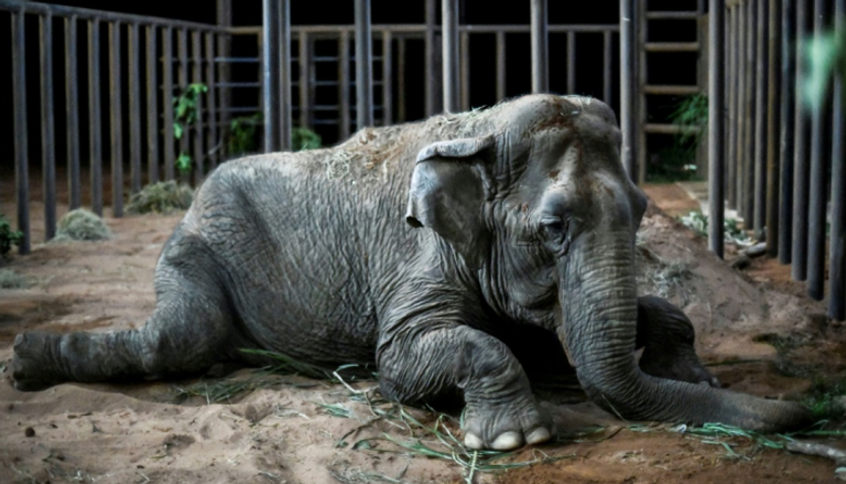الفيلة رامبا داخل محمية في البرازيل