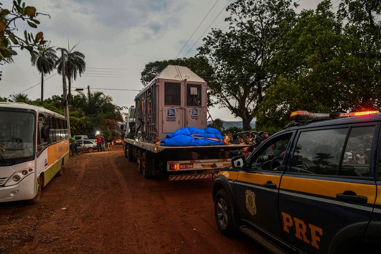 الفيلة رامبا داخل محمية في البرازيل