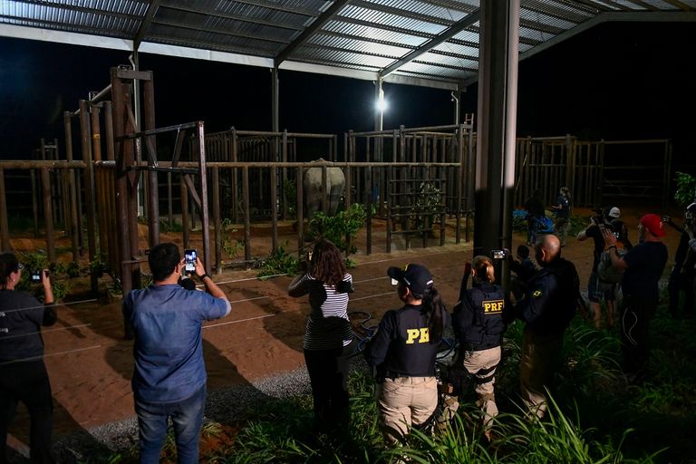 الفيلة رامبا داخل محمية في البرازيل