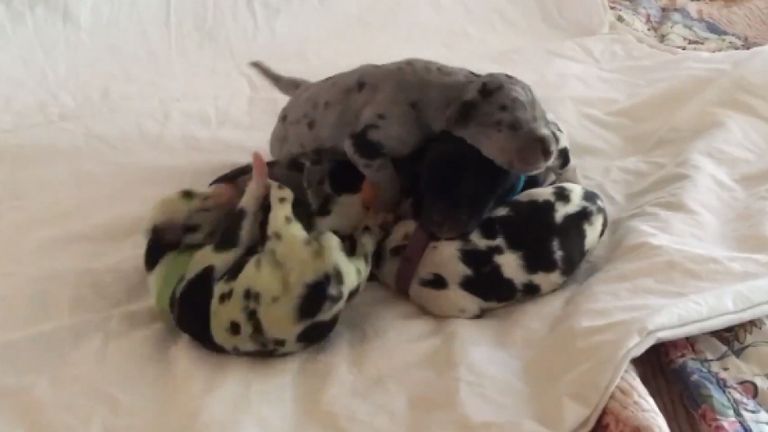 اللون الأخضر لا يستمر  على الفراء ويتلاشى بمرور الوقت