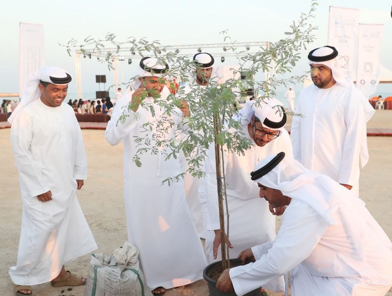زراعة شجرة الغاف في قلب القرية التراثية