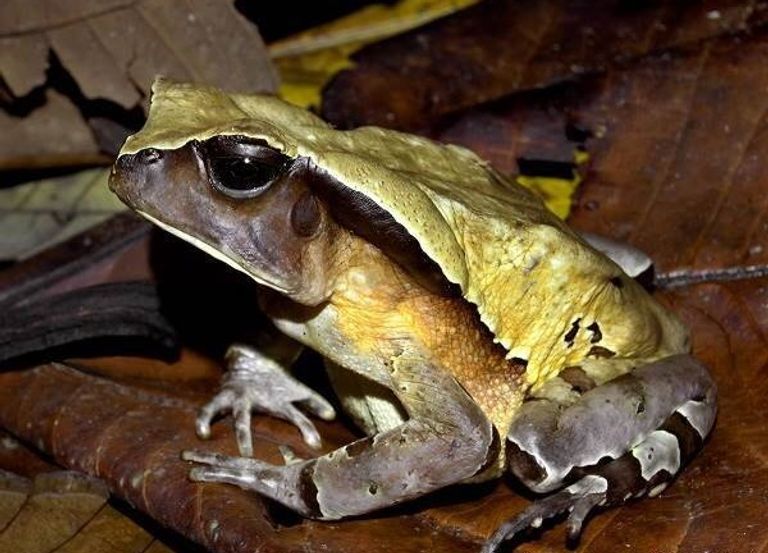 الضفدع الكنجولي التشابه في الجلد يساعد الضفدع على انتحال هوية الأفعى