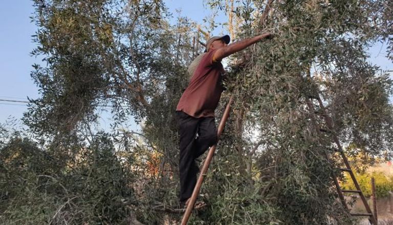 أحد العمال يقوم بقطف الزيتون في قطاع غزة