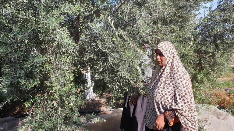 أحد العمال يقوم بقطف الزيتون في قطاع غزة