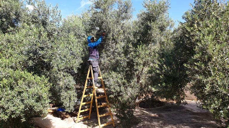 أحد العمال يقوم بقطف الزيتون في قطاع غزة