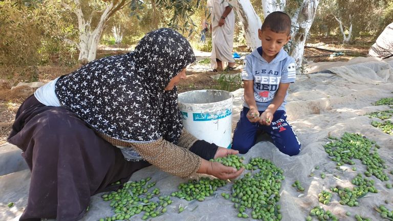 أحد العمال يقوم بقطف الزيتون في قطاع غزة