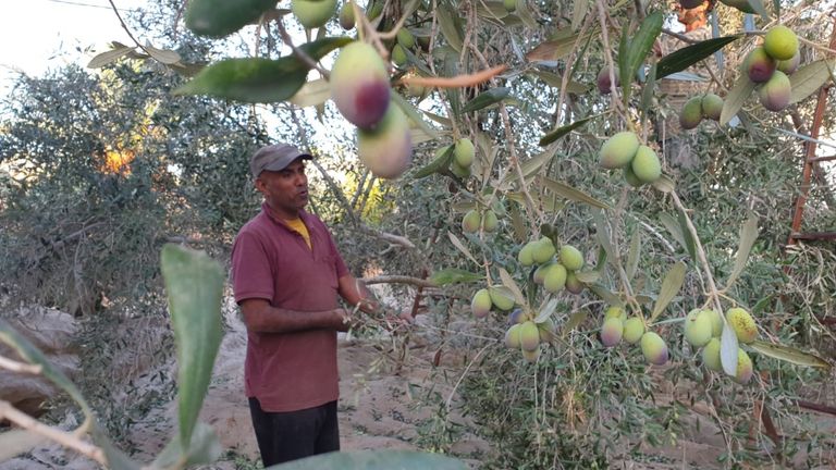 أحد العمال يقوم بقطف الزيتون في قطاع غزة