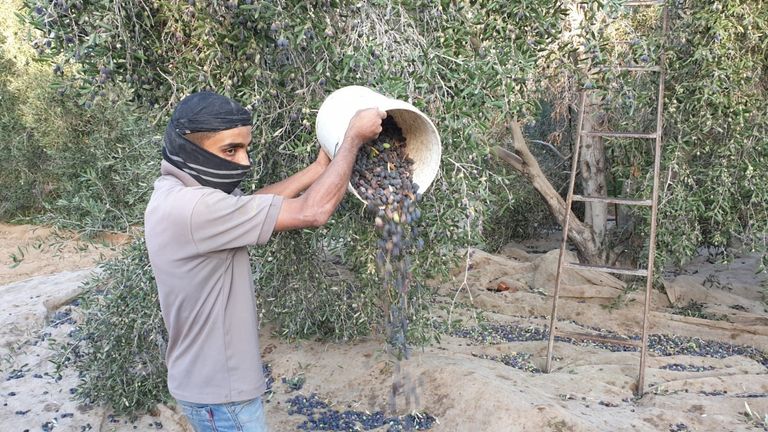 أحد العمال يقوم بقطف الزيتون في قطاع غزة