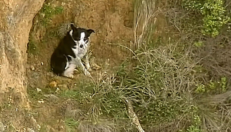 الكلب "جيمي" كان عالقا عند قاعدة منحدر أمام شاطئ بيلز