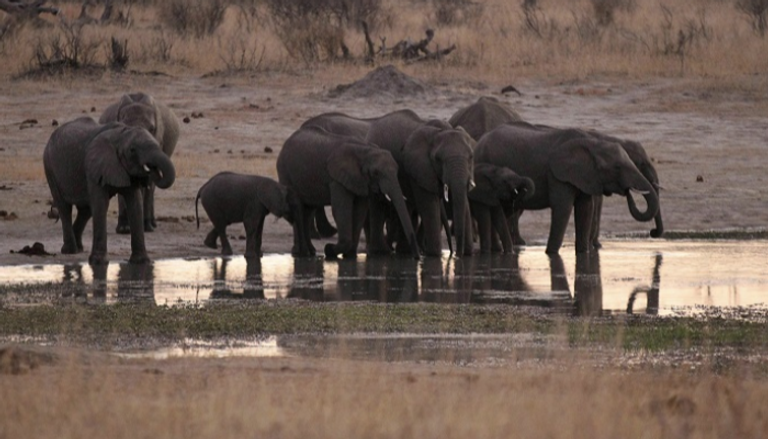 الأفيال لا تجد الماء في المناطق المعروفة لها - أرشيفية