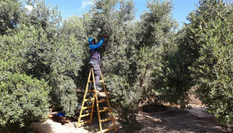 موسم حصاد الزيتون.. مناسبة وطنية في فلسطين