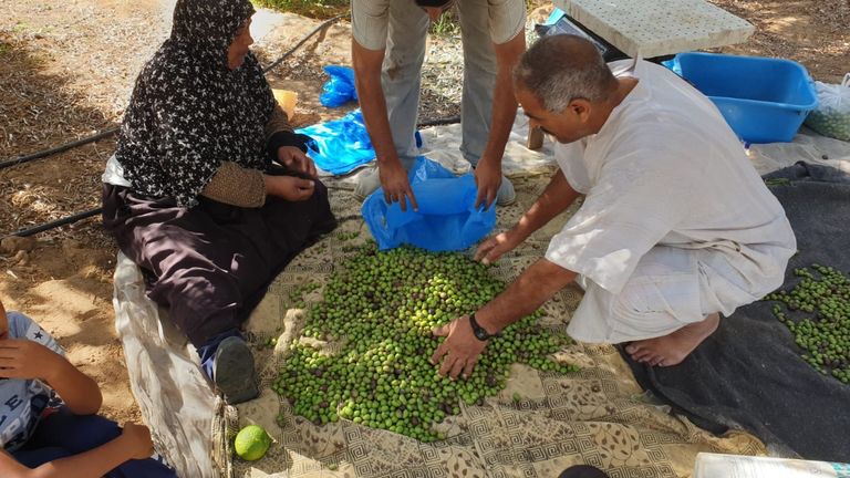 موسم حصاد الزيتون.. مناسبة وطنية في فلسطين