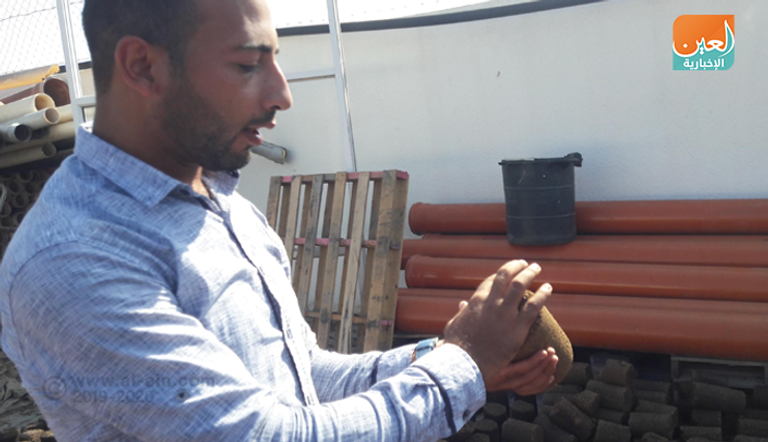 موسم حصاد الزيتون.. مناسبة وطنية في فلسطين