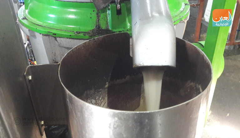 موسم حصاد الزيتون.. مناسبة وطنية في فلسطين