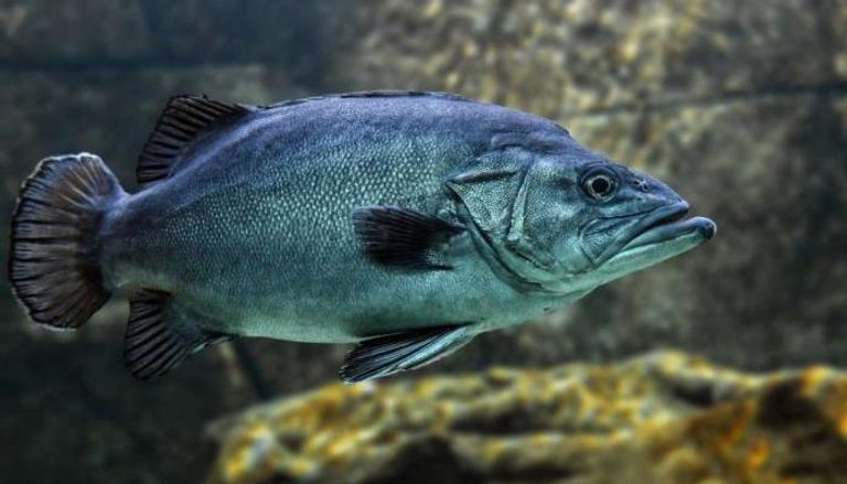 سمكة القاروص لديها القدرة على التكيف مع نقص الأكسجين- أرشيفية