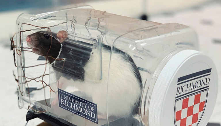 علماء ينجحون في تدريب الفئران على قيادة السيارات