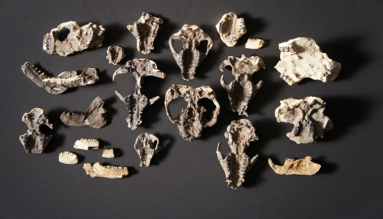 حفريات تكشف عن تطور الثدييات قبل ملايين السنين