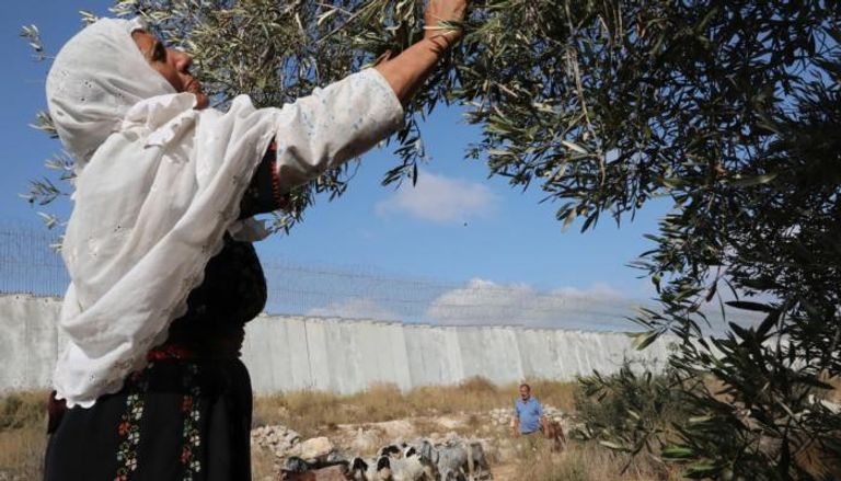 فلسطينية تقطف الزيتون بالضفة الغربية 