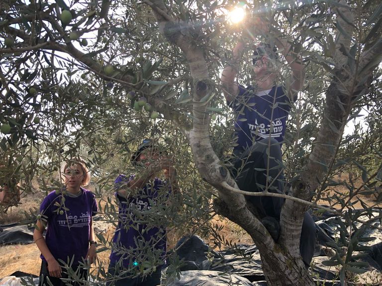 فلسطينية تقطف الزيتون بالضفة الغربية