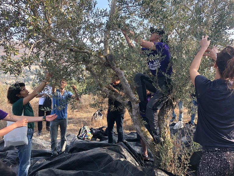 فلسطينية تقطف الزيتون بالضفة الغربية