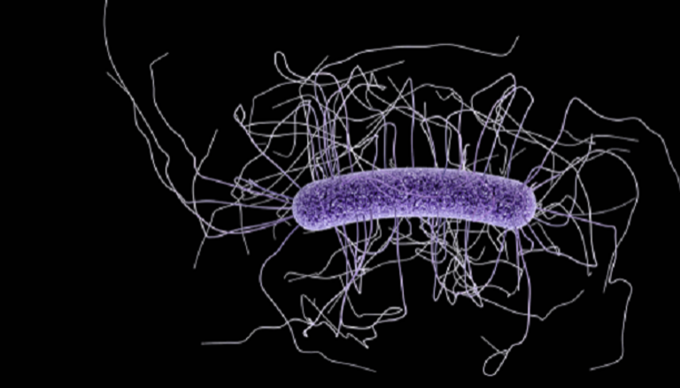 بكتيريا المطثية العسيرة يجب أن تلتصق بالأمعاء لإنتاج سمومها