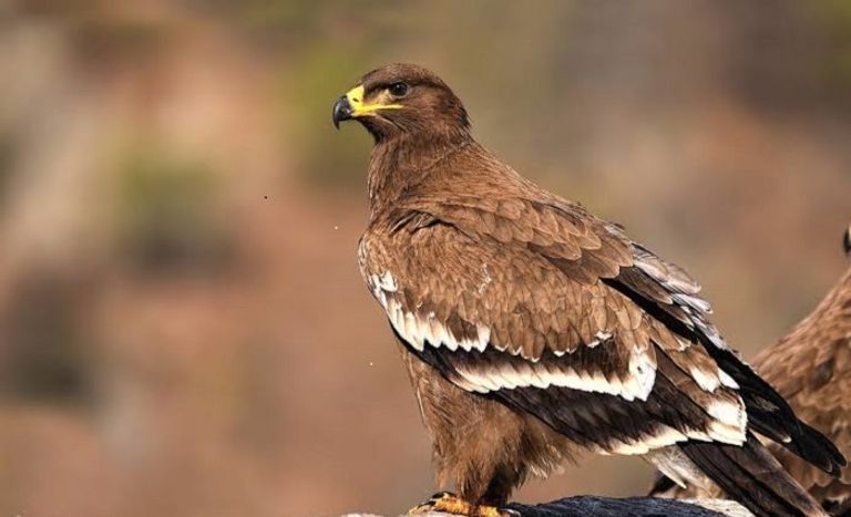 نسر السهوب يبتعد عن المنطقة المتوقعة بـ3000 كيلو - أرشيفية