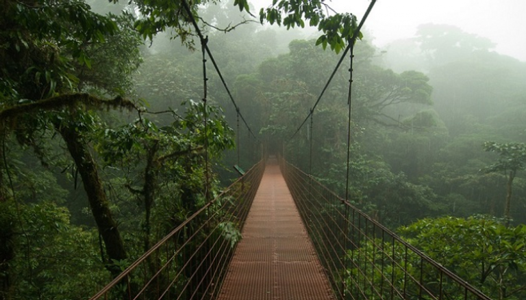 تتميز كوستاريكا بالغابات المطيرة والشواطئ المليئة بالنخيل