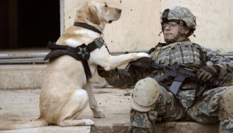 10 معلومات عن  الكلاب المقاتلة بالجيش الأمريكي