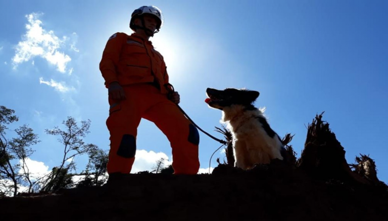 الكلب "ثور" خلال مشاركته بإحدى عمليات الإنقاذ في البرازيل