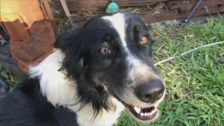 الكلب "ثور" خلال مشاركته بإحدى عمليات الإنقاذ في البرازيل