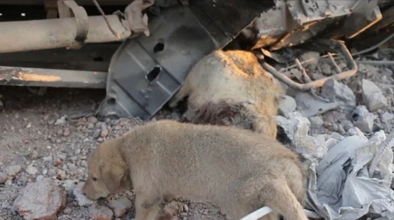 الجرو الذي فقد والدته في غارة البغدادي وحاز على اهتمام الإعلام العالمي