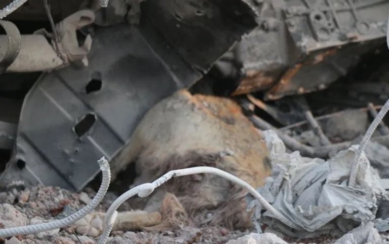 الجرو الذي فقد والدته في غارة البغدادي وحاز على اهتمام الإعلام العالمي