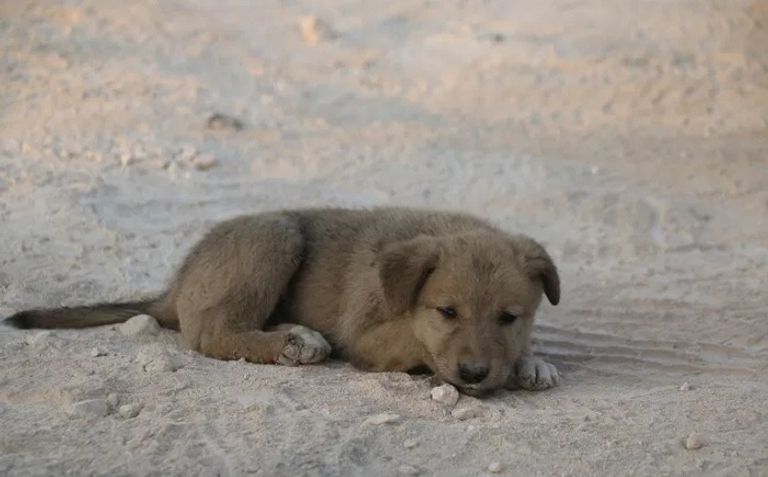 الجرو الذي فقد والدته في غارة البغدادي وحاز على اهتمام الإعلام العالمي