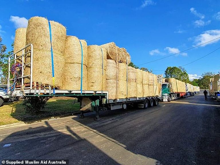 الحيوانات تموت من الجوع والعطش في مدينة ستانثورب- أرشيفية