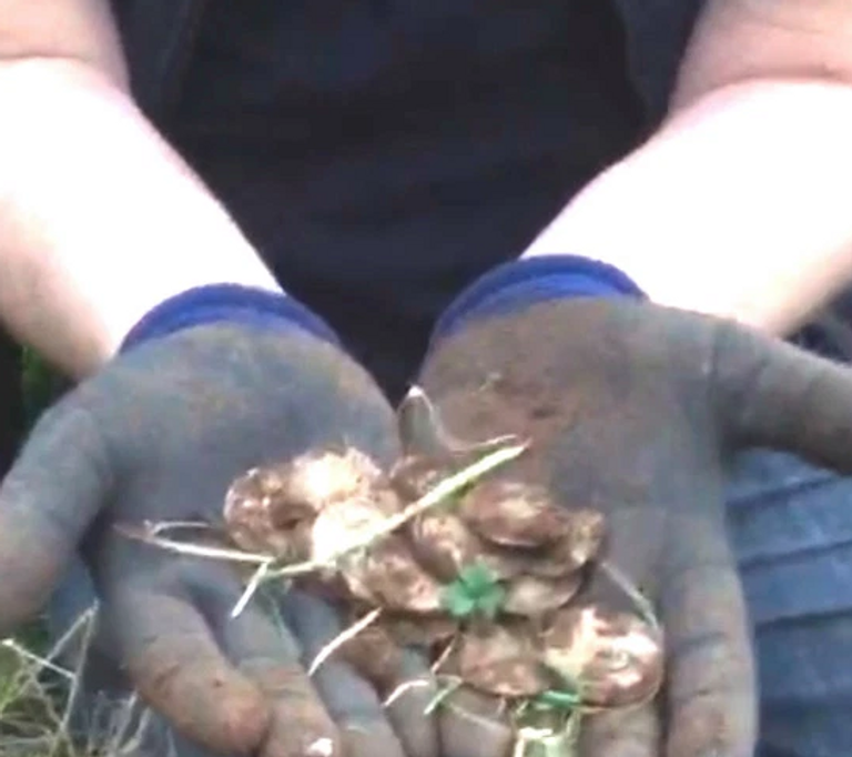 متحف Ulster يقيّم حاليا قيمة العملات الأثرية التي وجدها 